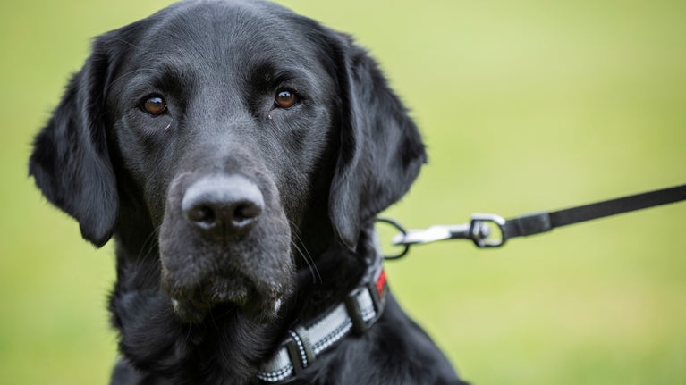 Black labrador on a lead